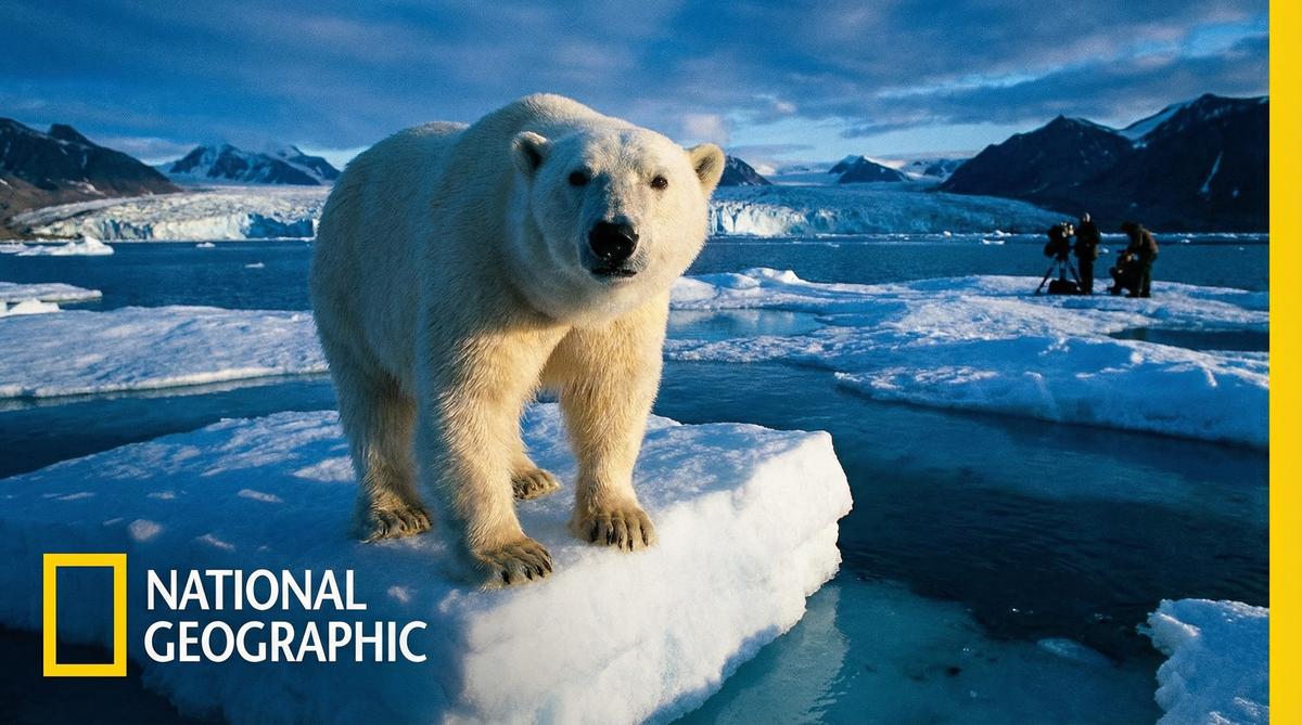 成人视频北极熊视频